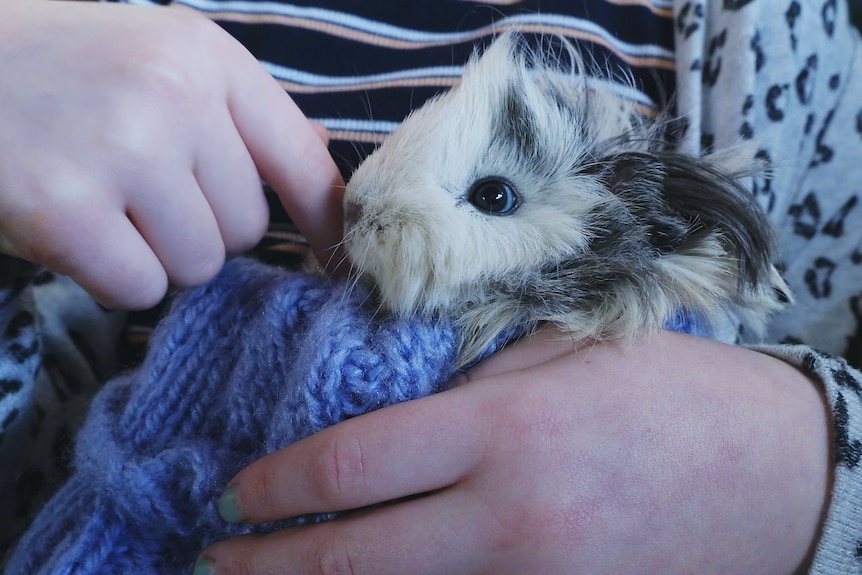 A fluffy baby guinea pig snuggling in human hands