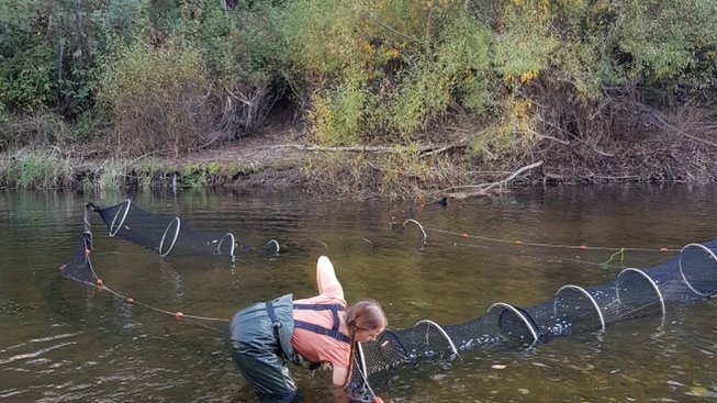 A woman stands in water with her arm inside a circular net.