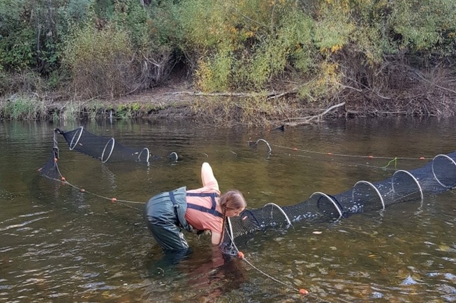 A woman stands in water with her arm inside a circular net.