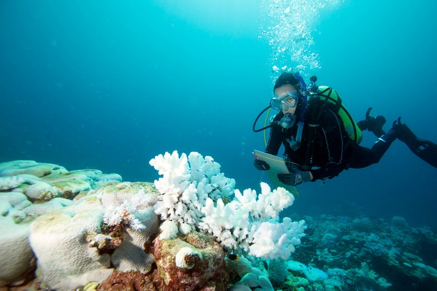 A scuba diver takes notes while looking at bleached white coral underwater.