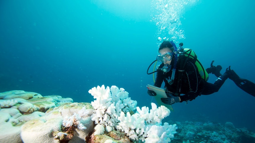 Bleached coral at Scott Reef