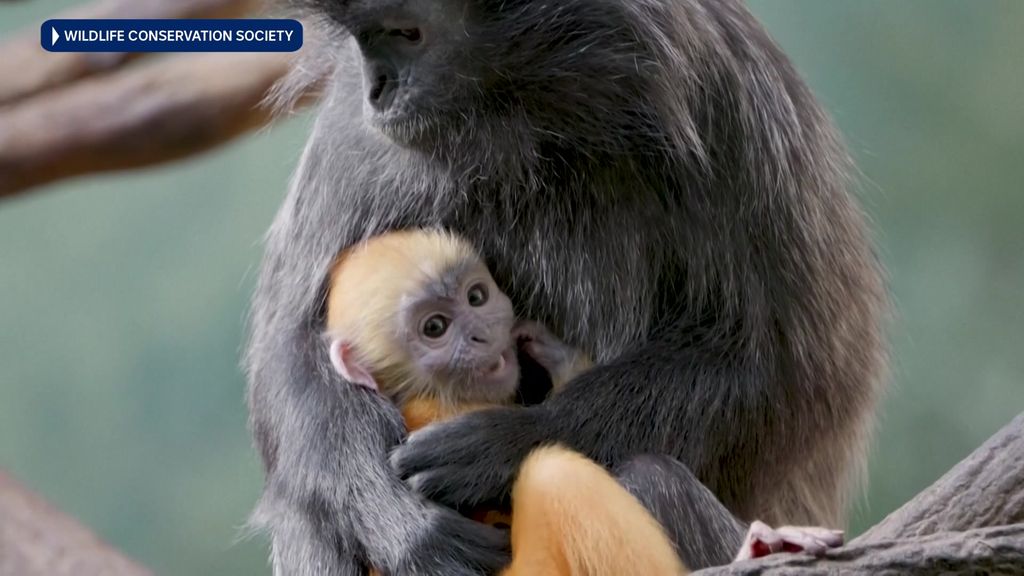 New York City's Bronx Zoo displays its silvered langur baby monkey ...
