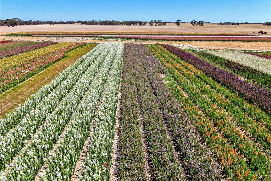 A drone shot of several rows of bright, colourful flowers. It's contrasted with a dry, brown paddock and a blue sky.  