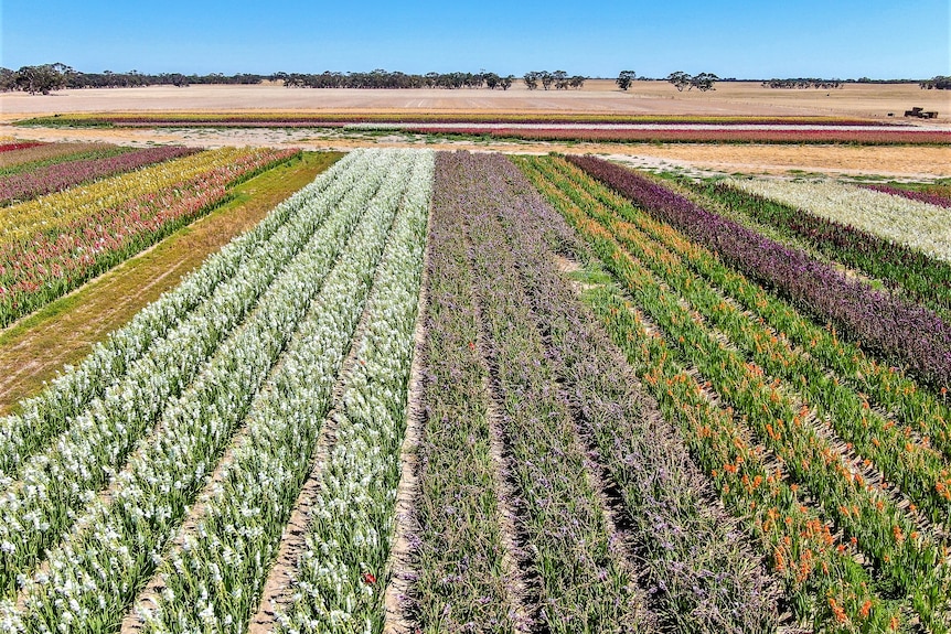 A drone shot of several rows of bright, colourful flowers. It's contrasted with a dry, brown paddock and a blue sky.  