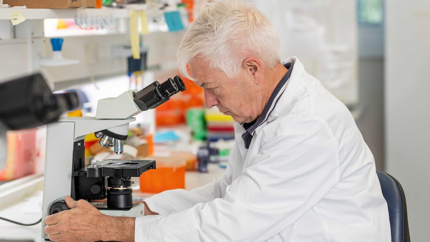 Man with white hair and a lab coat looks at slide on a microscope