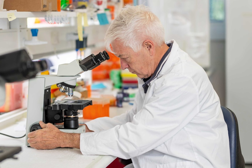 Man with white hair and a lab coat looks at slide on a microscope