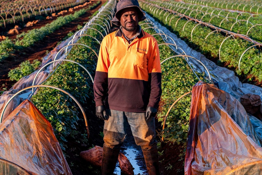 A man stands in a sweet potato runner nursery.