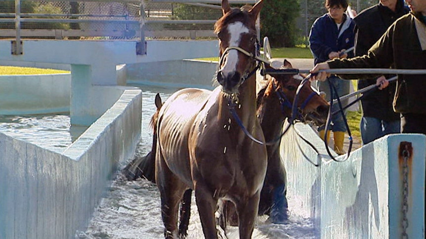 SA is still keeping a close watch on interstate cases of horse flu (file photo).