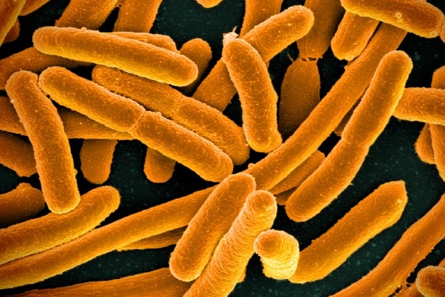 E. Coli Bacteria under the microscope