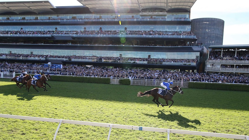 Winx charges ahead of the field at Randwick