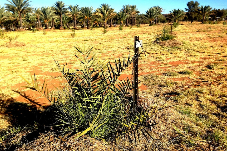 A small date palm.