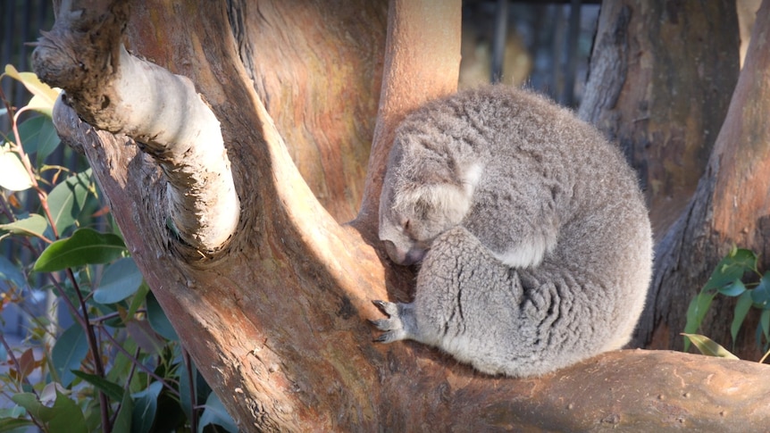 A koala sleeps in a tree
