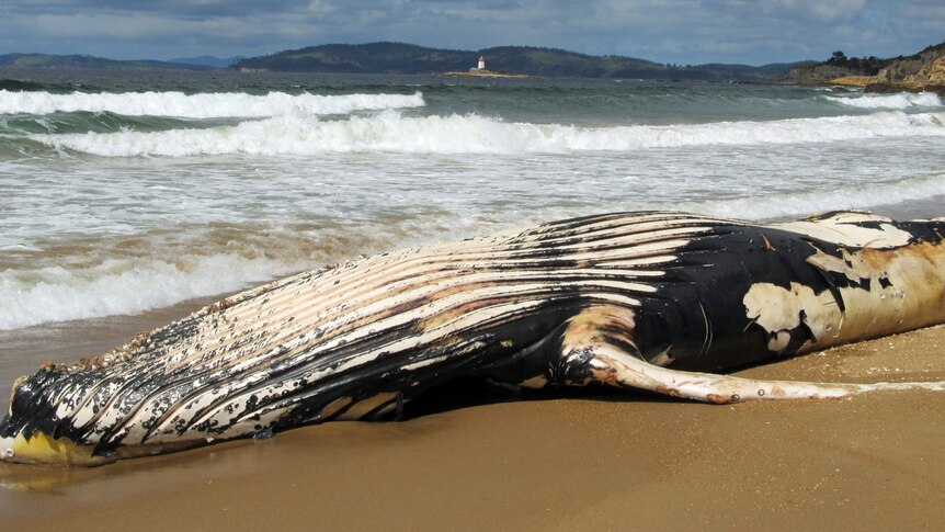 A dead humpback whale washes up on Hope Beach, South Arm, Tasmania