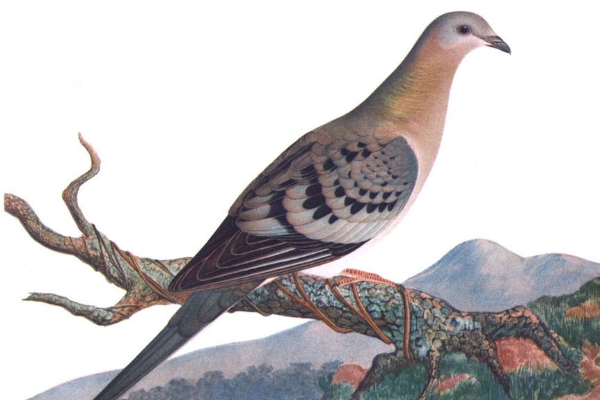 A drawing of a pigeon with bronze feathers on its neck. Hills in background.