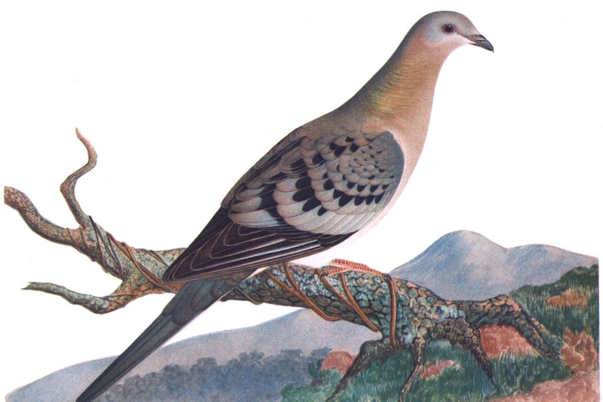 An illustration of a female passenger pigeon
