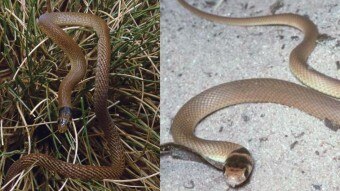 Two images of brown-cloured snakes, side by side.