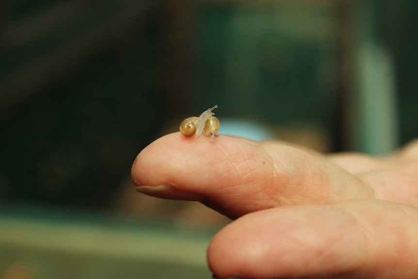 Two baby snails play on Mary's finger