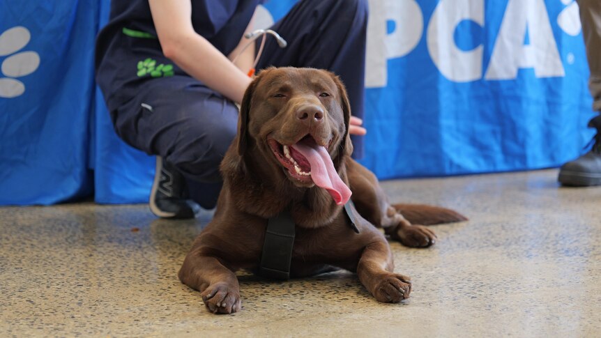 Brown labrador dog lying on the floor as a woman kneels down behind