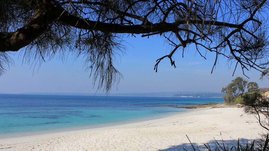 The white sand and vibrant blue water of Hyams beach with a tree in the foreground.