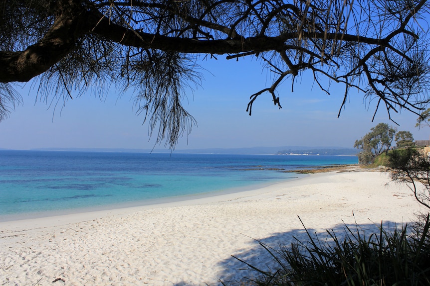 The white sand and vibrant blue water of Hyams beach with a tree in the foreground.