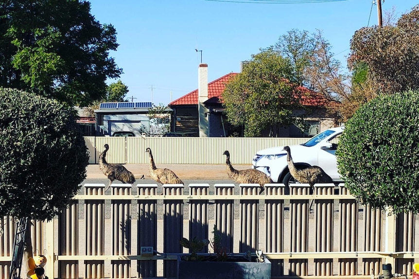 The view looking out from a garden, over a fence, as four emus wander past.