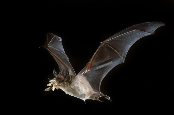 A flying Mexican free-tailed bats with a mouthful of bugs in its mouth.