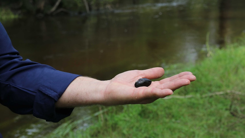 A hand with a mussel on it.