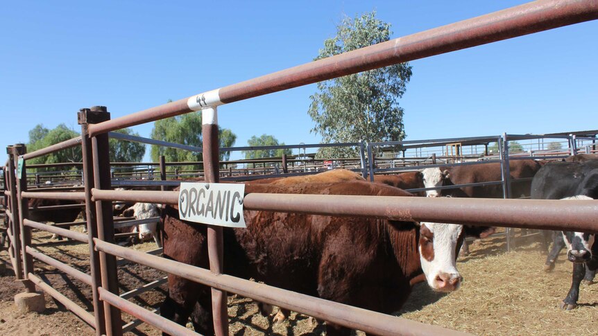 Organic beef at the Alice Springs Bohning Yards.