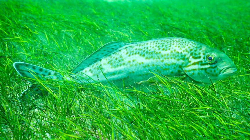 A fish hides in the sea grass at Port Noarlunga.