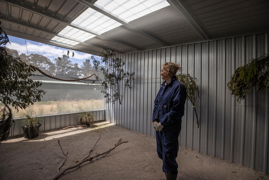 A woman wearing blue overalls stands inside an aviary where three parrots are perched on wire netting