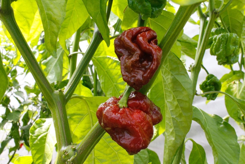 Chocolate Scorpion chilli