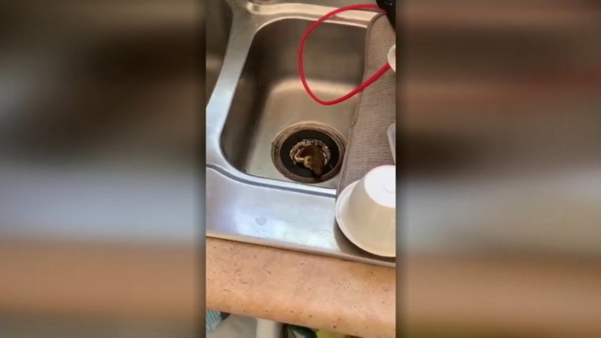 A brown snake caught in a kitchen sink pokes its head through the drain.