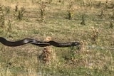 Snake crawls along a fence