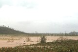 A banana plantation destroyed by Cyclone Yasi