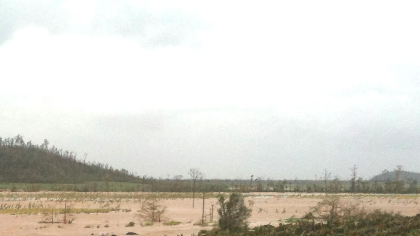 The remains of a banana plantation, south of Innisfail in north Queensland, destroyed by Cyclone Yasi.