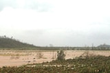 A banana plantation destroyed by Cyclone Yasi
