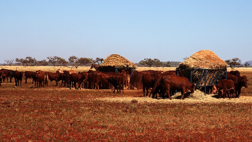 Hay being fed out to cattle in the north-west of Western Australia