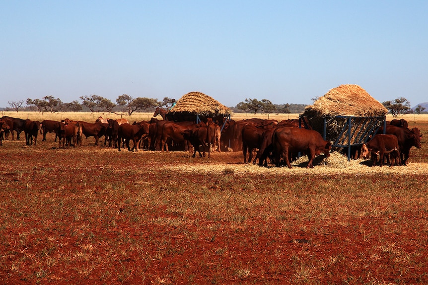 Hay being fed out to cattle in the north-west of Western Australia