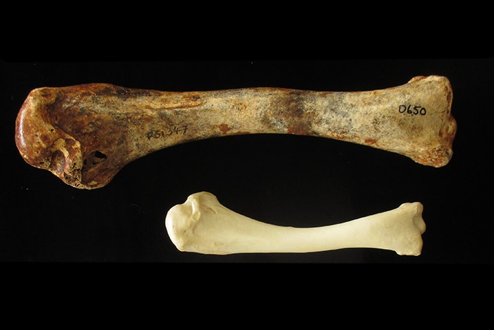 Wing bone from modern brush turkey compared to wing bone from extinct species