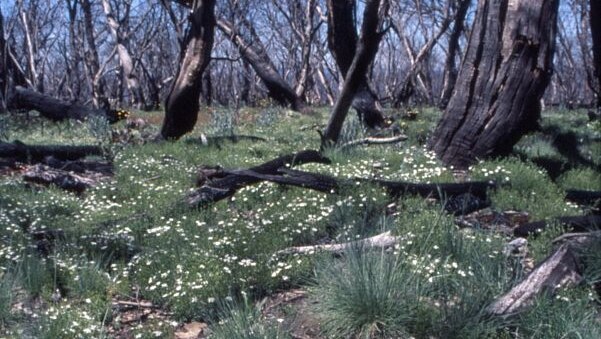 Wild flowers bloom in late 2003 after bushfires burnt through the Brindabella Ranges in January.