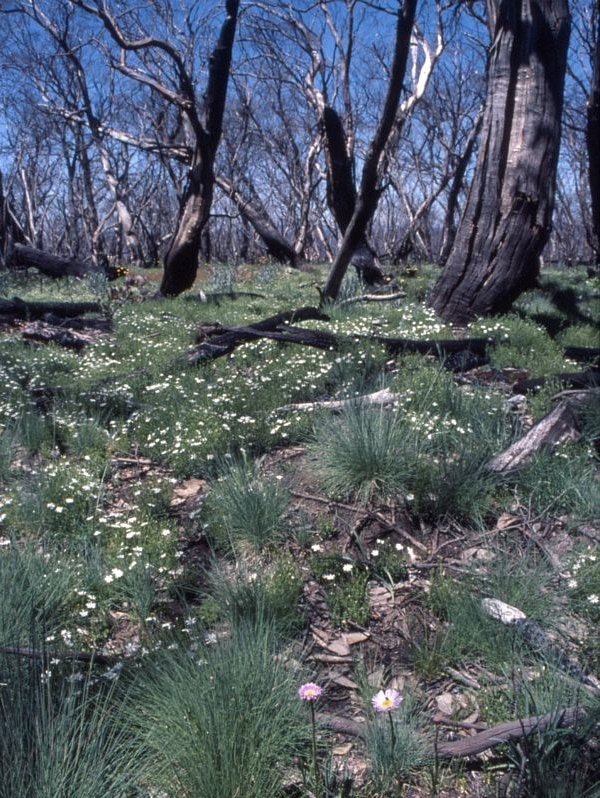 Wild flowers bloom in late 2003 after bushfires burnt through the Brindabella Ranges in January.