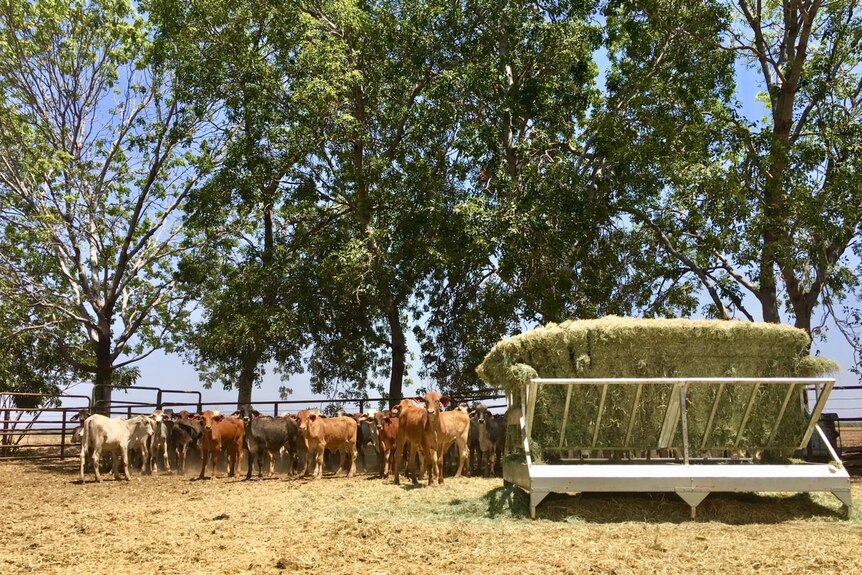 Cattle in yards eating hay