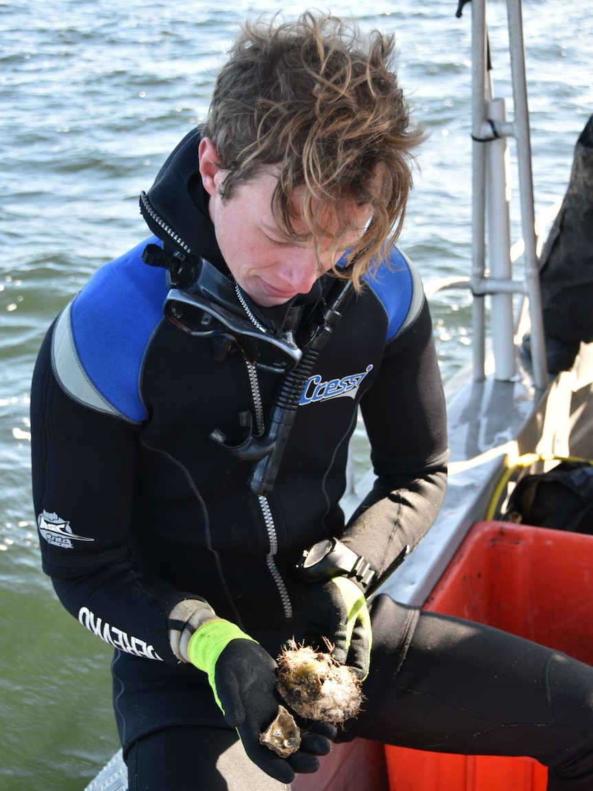 Bryn Warnock in a wetsuit prepares to place shellfish on to the sea bed.