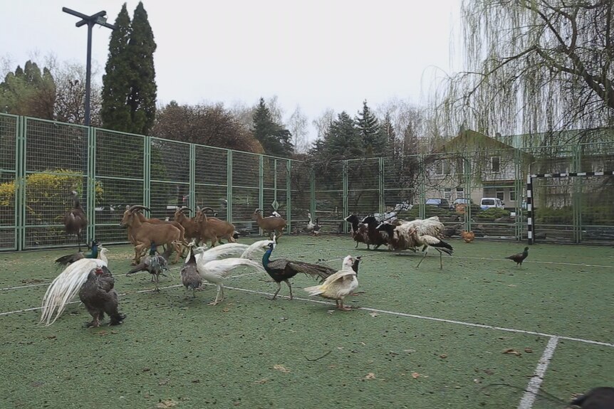 Zoo animals run around a backyard soccer pitch. 