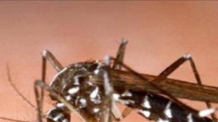 Residents are being warned to avoid being bitten by mosquitos