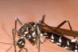 Kunjin virus has been found in mosquitoes near Berri