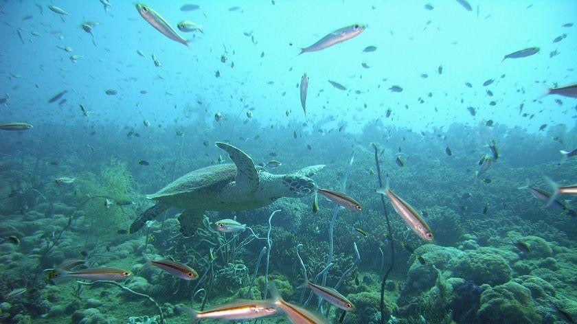 Turtle swimming on Great Barrier Reef