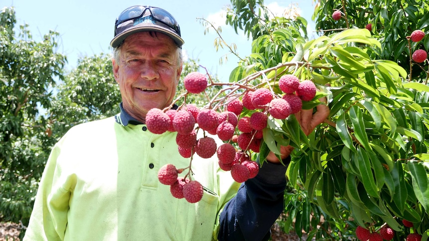 A man smiles at the camera holding up a bunch of lychees from a tree in a paddock