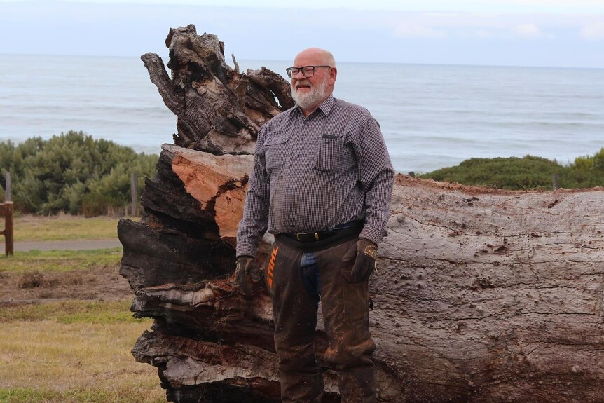 A man stands next to the trunk of a fallen red gum tree that is taller than him at its highest part, the sea is behind him.