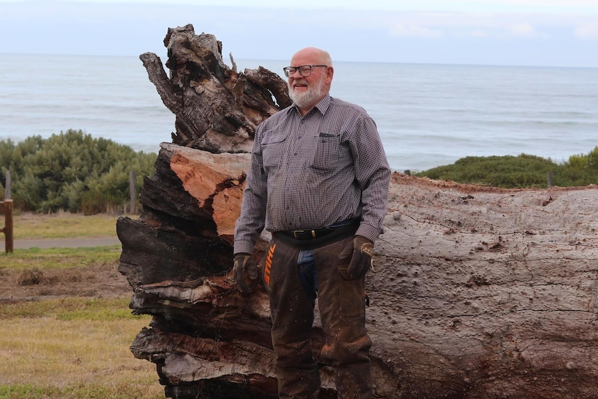 A man stands next to the trunk of a fallen red gum tree that is taller than him at its highest part, the sea is behind him.